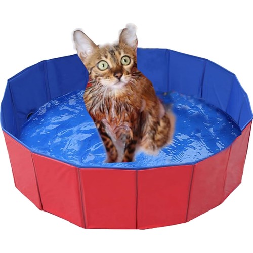 Hund schwimmbad pool - hund,