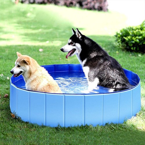Hundepool hunde swimmingpool - hunde,